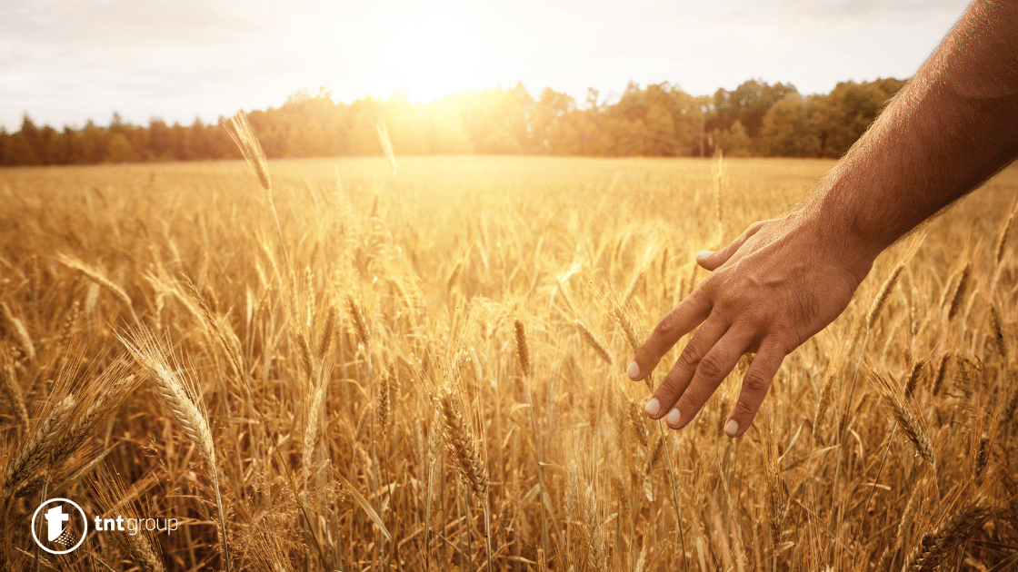 Harvest Dream Meaning 13 Best Meanings and Symbolisms