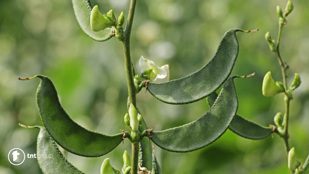 BROAD BEANS MEANING visual data 8
