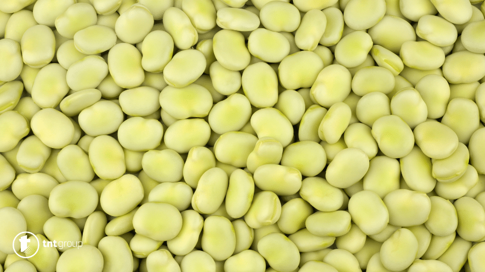 Broad beans dream meaning