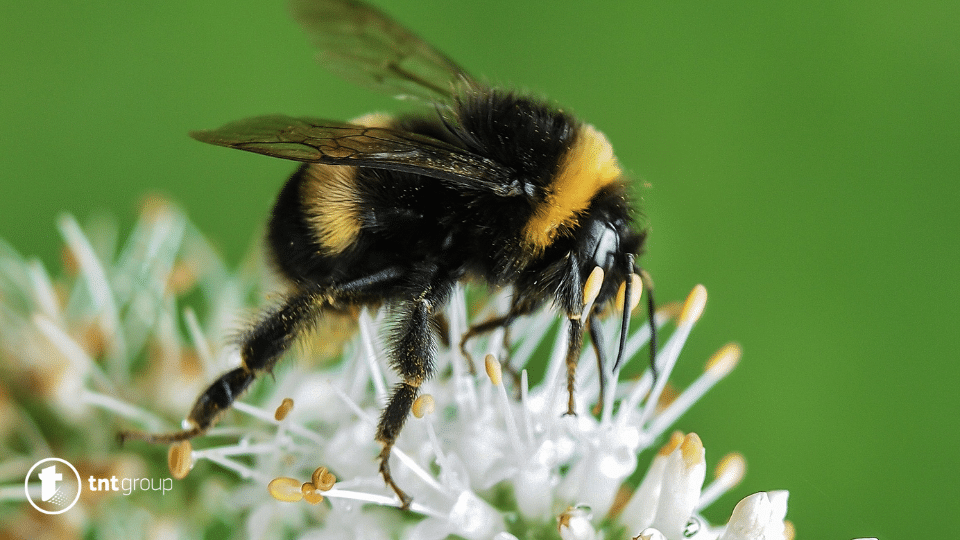 dream meaning bumblebee