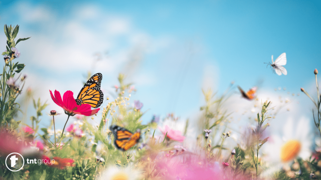butterfly dream meaning and symbolism