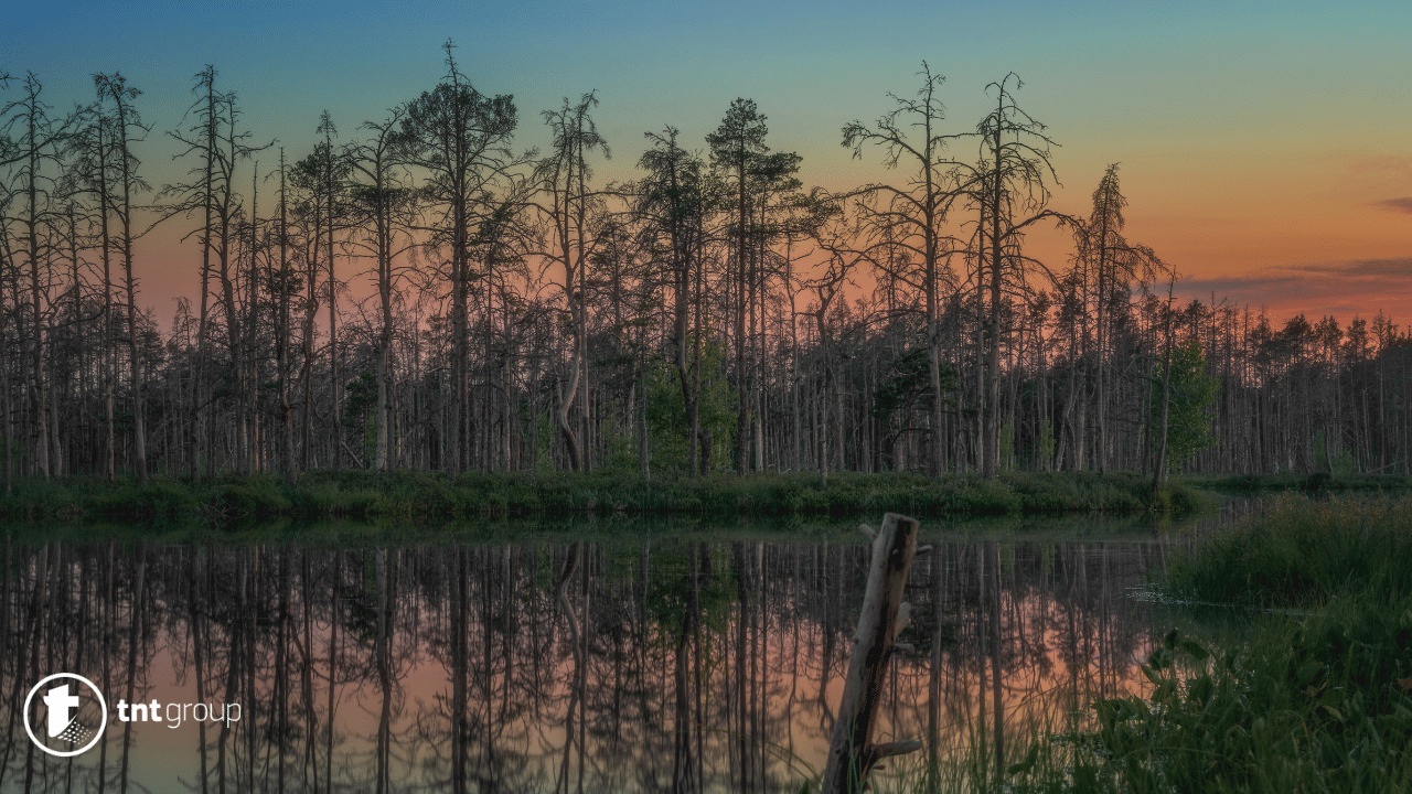 Swamp dream meaning 25 Best Meanings and Symbolisms