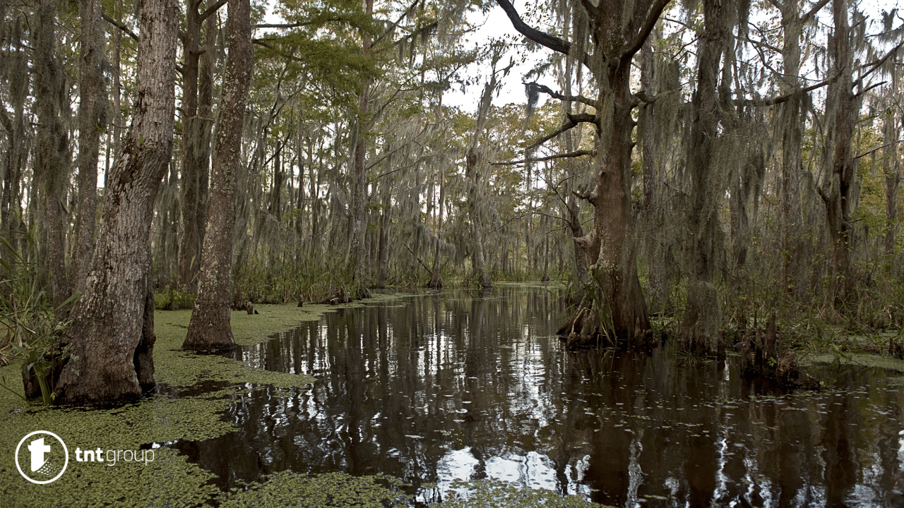 Swamp dream meaning 25 Best Meanings and Symbolisms