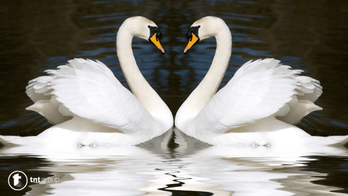 Swan dream meaning