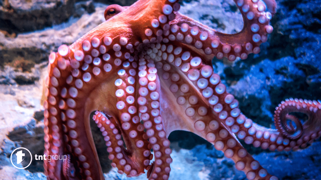 octopus dream meaning and explanation