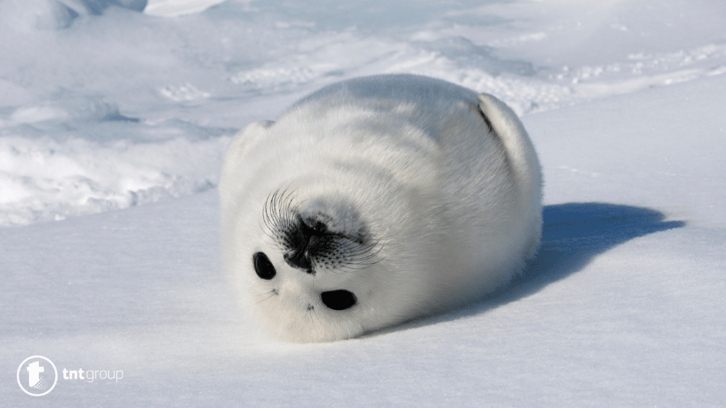 seal dream meaning
