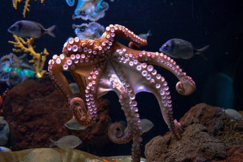 octopus dream meaning